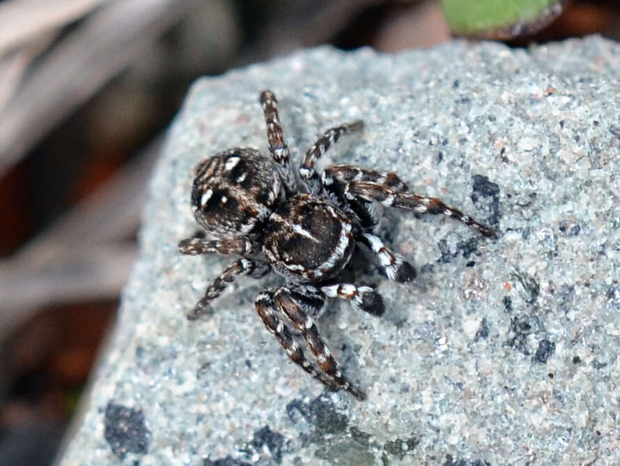 Image of Calositticus floricola (C. L. Koch 1837)