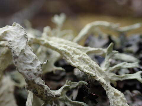 Image of ring lichen