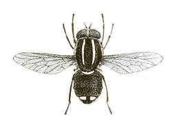 Image of pelecorhynchid flies