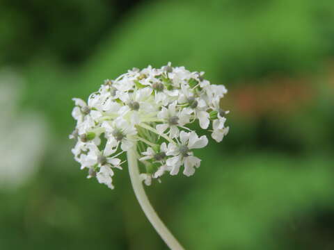 Image of Norwegian angelica