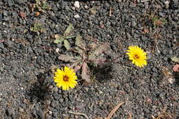 Image of False sowthistle