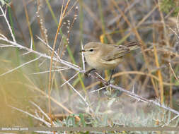 Image of Siberian Chiffchaff