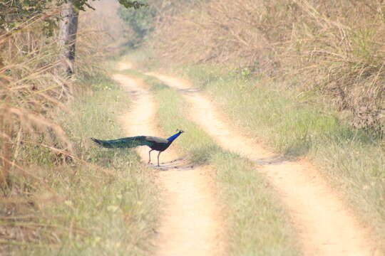 Image of Asiatic peafowl