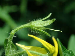 Image of Solanum lycopersicum var. cerasiforme