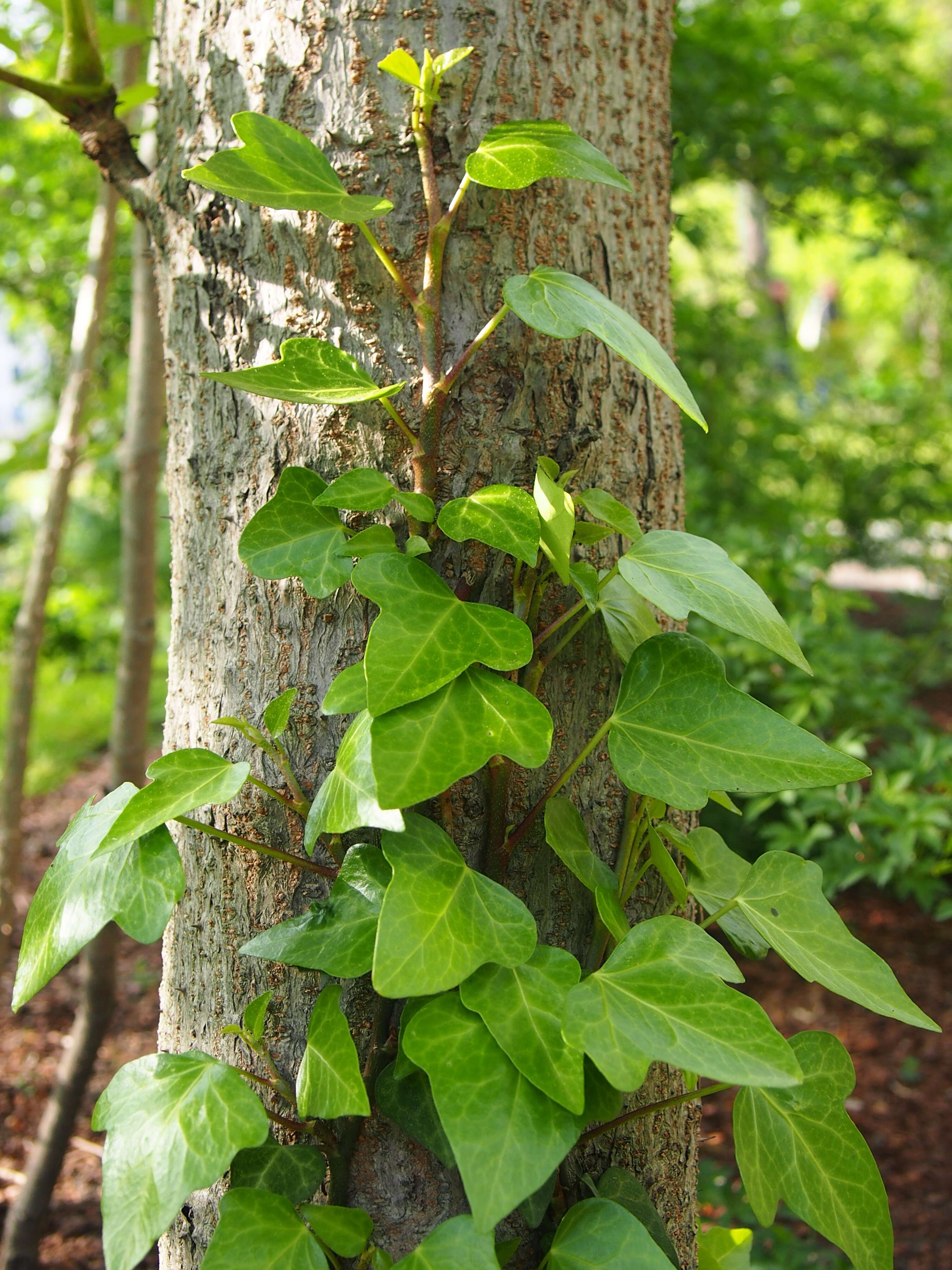 Imagem de Hedera pastuchovii Woronow