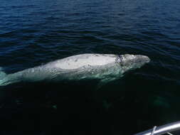 Image of Southern Right Whale