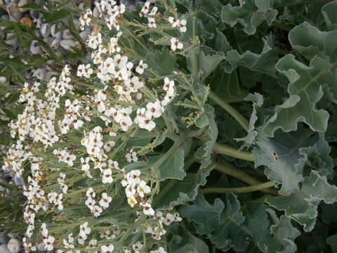 Image of sea kale