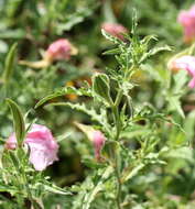 Imagem de Oenothera tetraptera Cav.