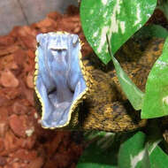 Image of Usambara Eyelash Viper