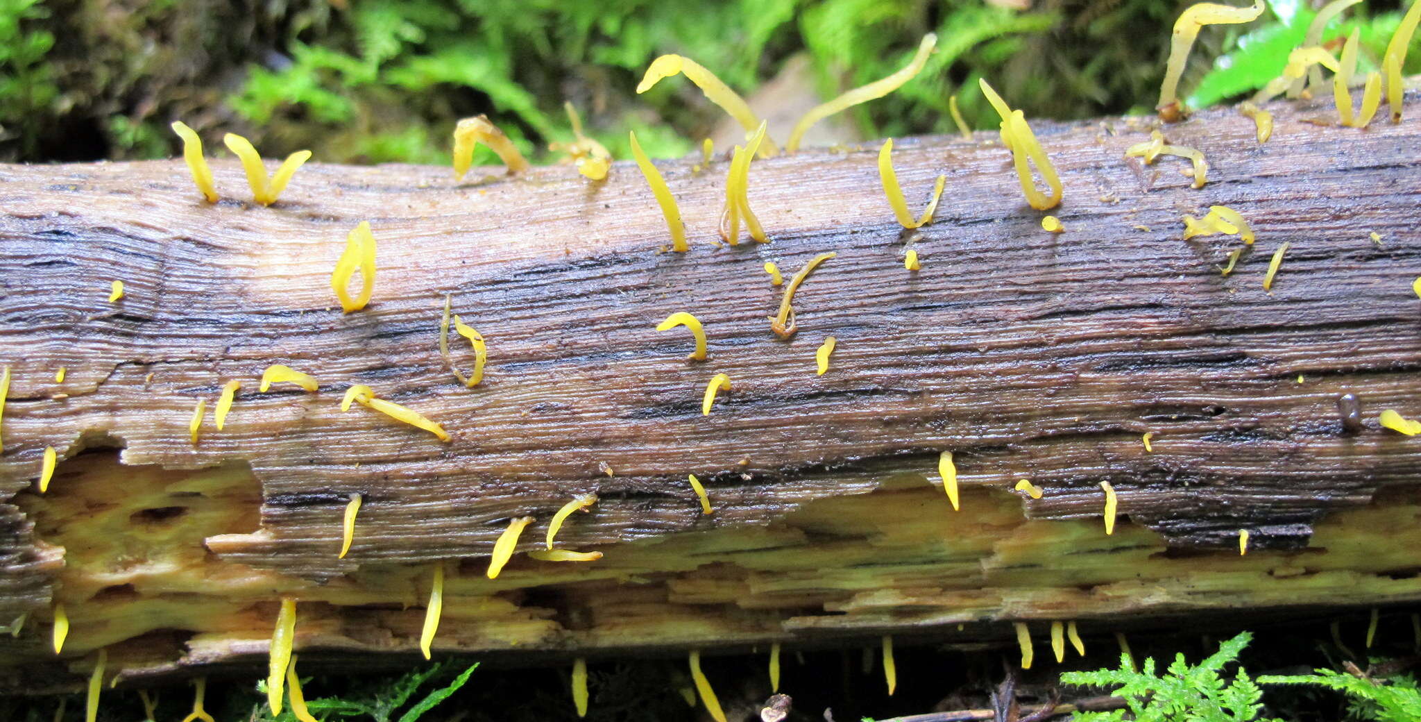 Image of Calocera cornea (Batsch) Fr. 1827