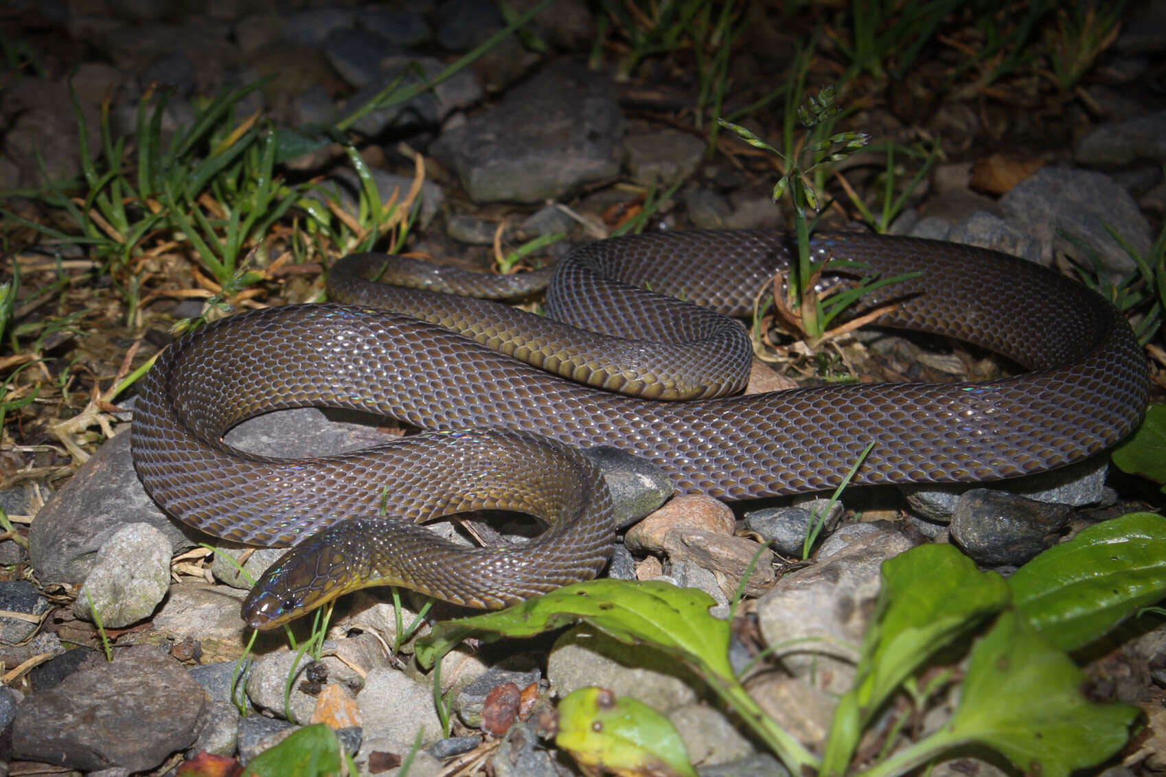 Image of Black Odd-scaled Snake