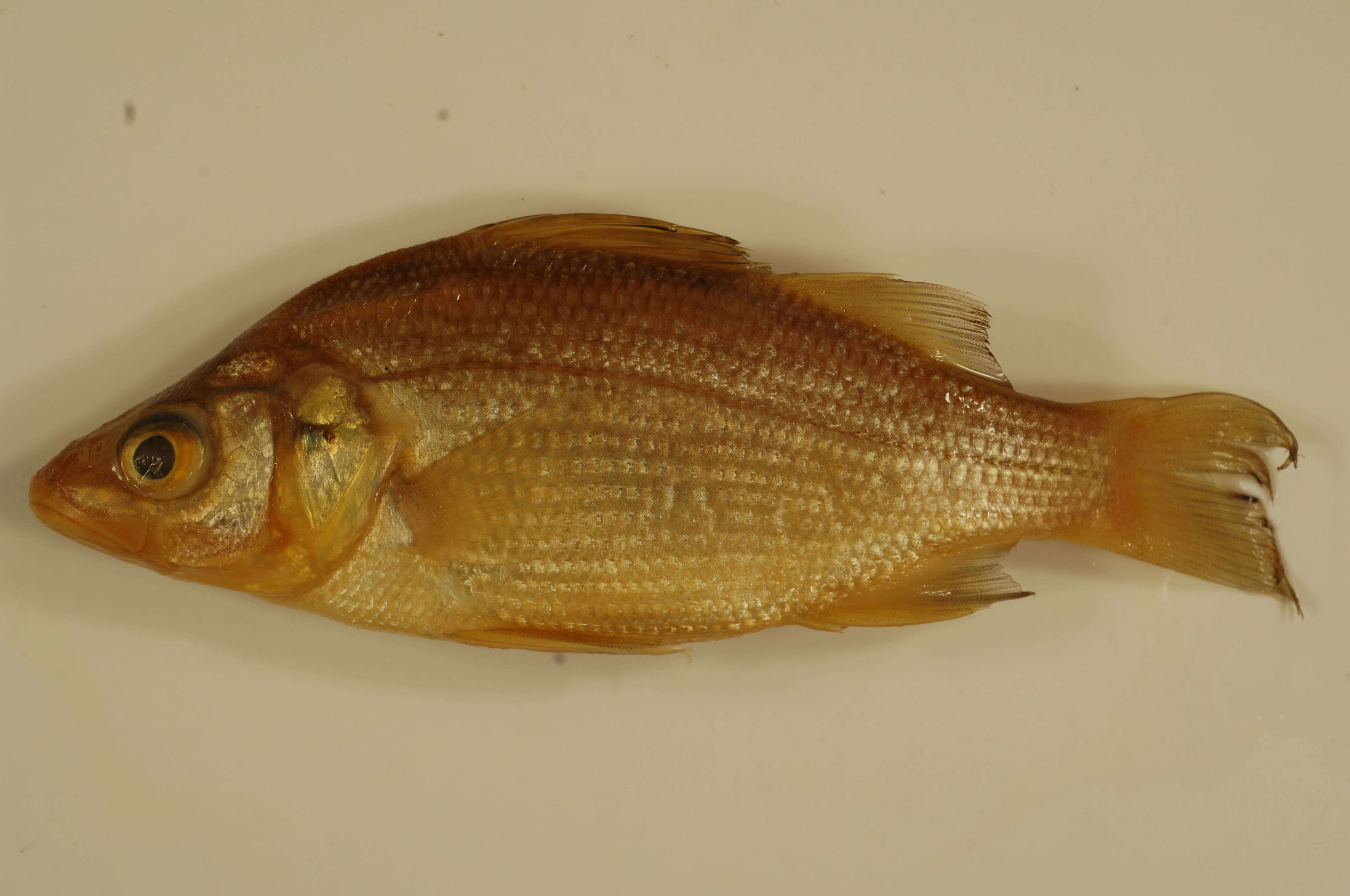 Image of White Perch