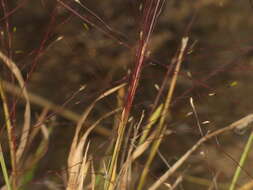 صورة Digitaria cognata (Schult.) Pilg.