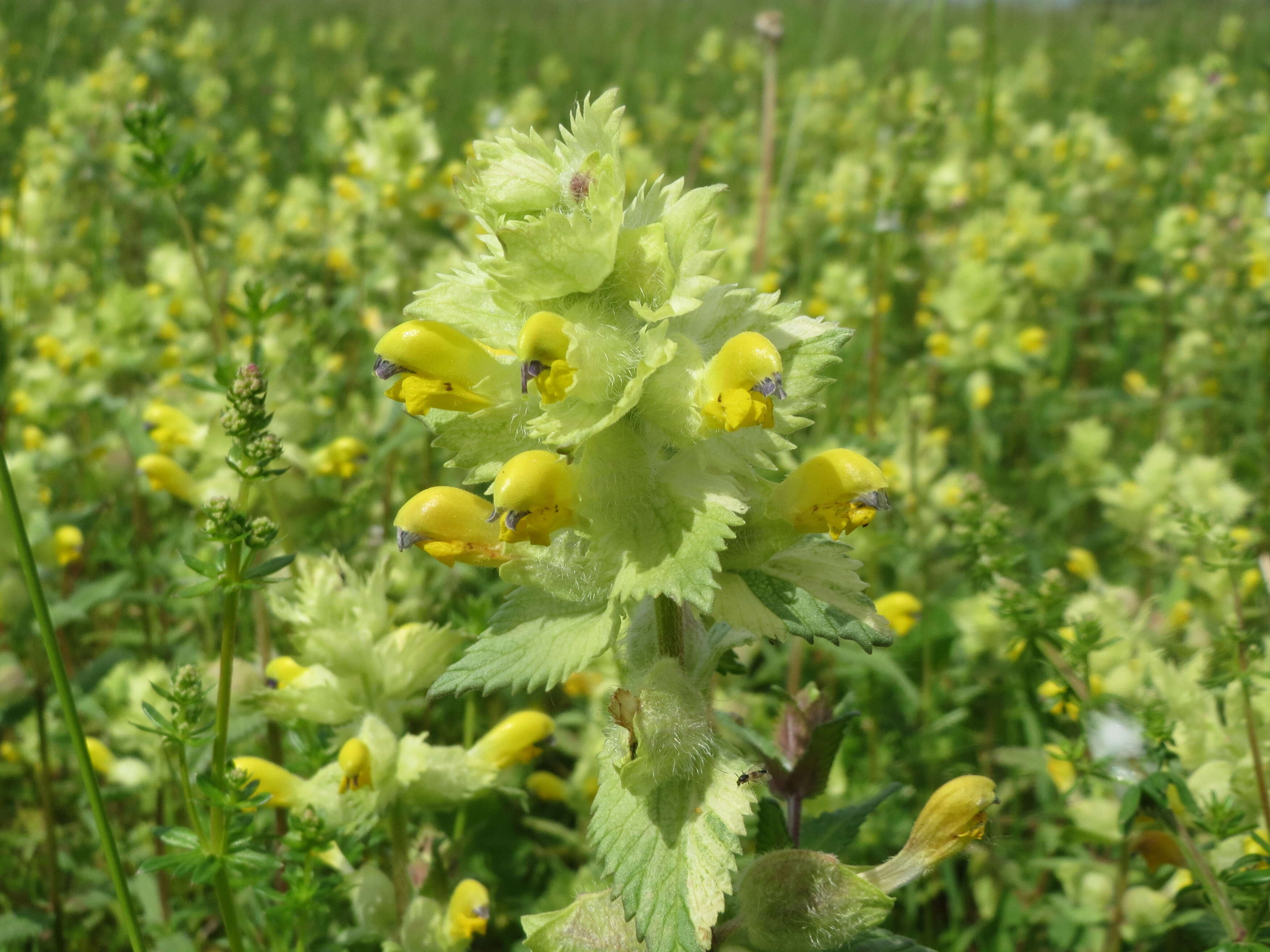 Image of European yellow rattle