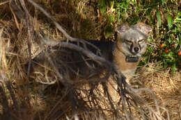 Image of California Channel Island Fox