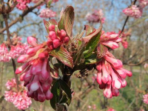 Image of Viburnum × bodnantense