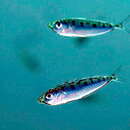 Image of Elongate ponyfish