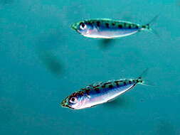 Image of Elongate ponyfish