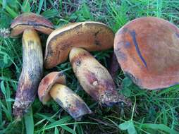 Image of Deceiving Bolete