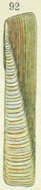 Image of Solenidae Lamarck 1809