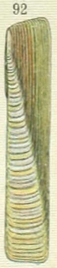 Image of Solenidae Lamarck 1809