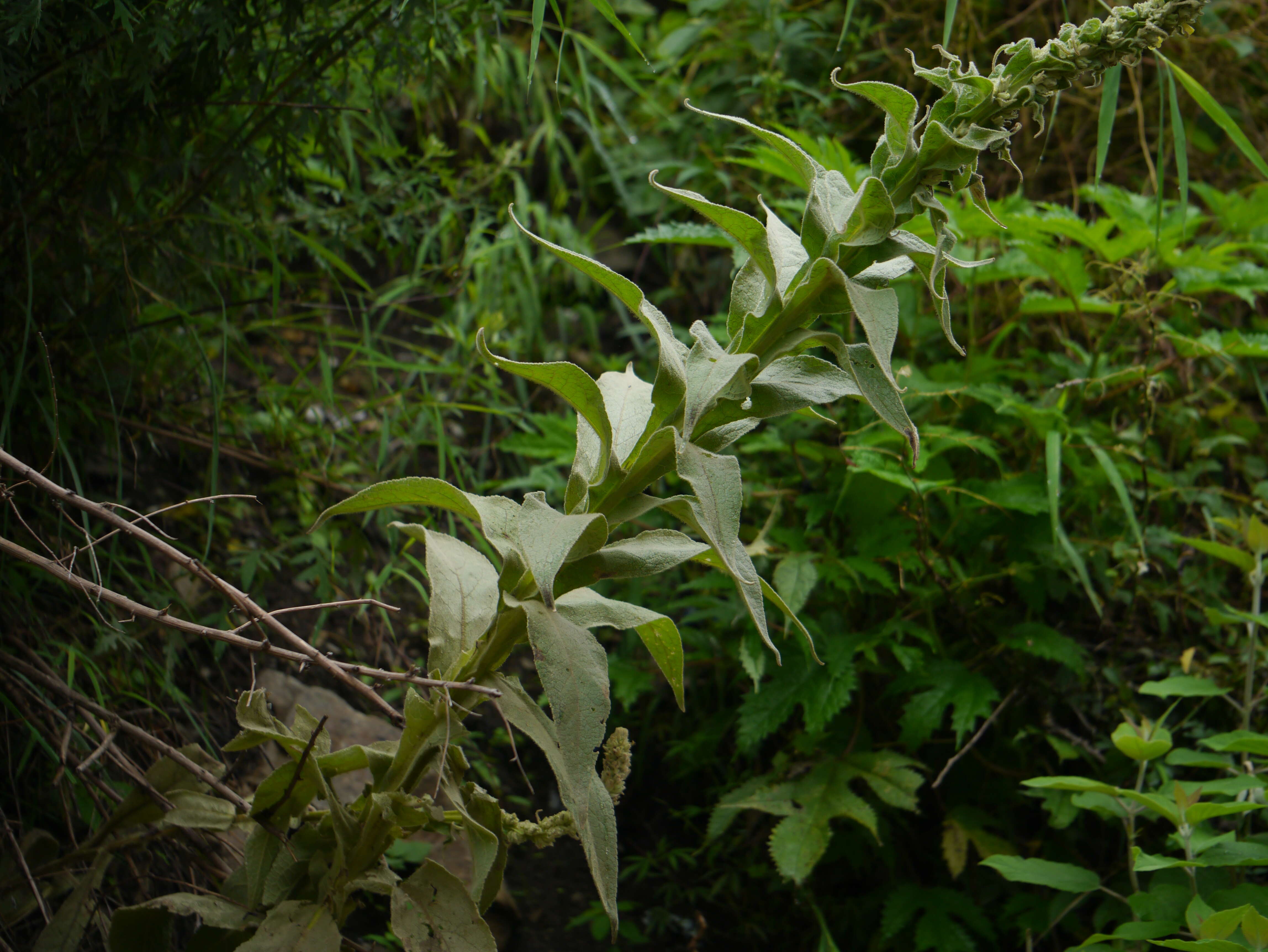 Image of Great Mullein