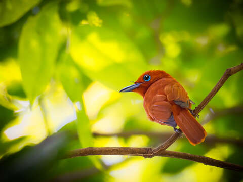 Image of Rufous Paradise Flycatcher