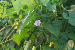 Plancia ëd Ipomoea triloba L.