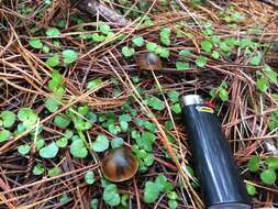 Image of Psilocybe aucklandiae Guzmán, C. C. King & Bandala 1991