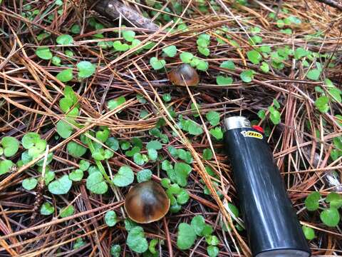 Image of Psilocybe aucklandiae Guzmán, C. C. King & Bandala 1991