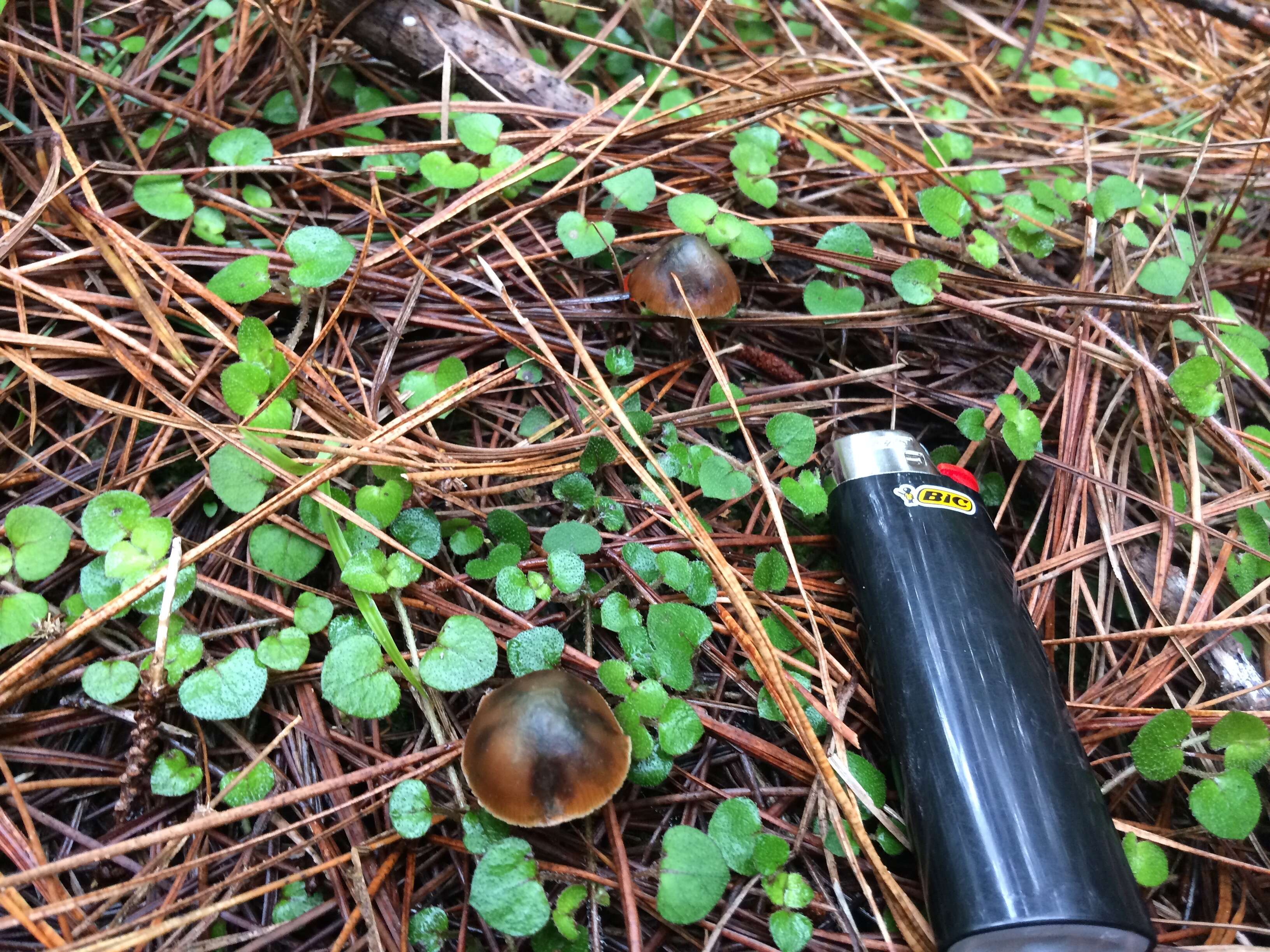 Image of Psilocybe aucklandiae Guzmán, C. C. King & Bandala 1991