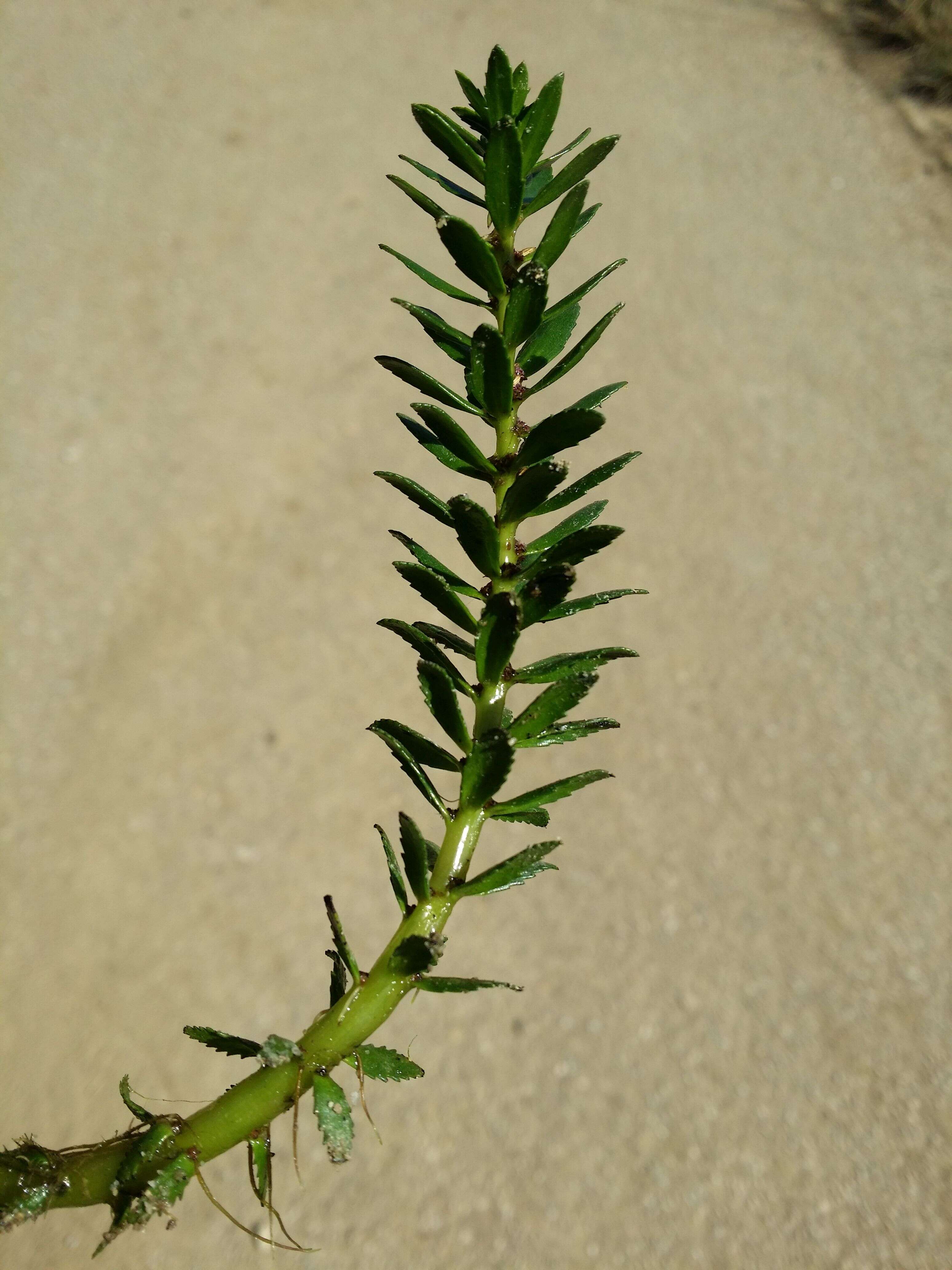 Image of twoleaf watermilfoil