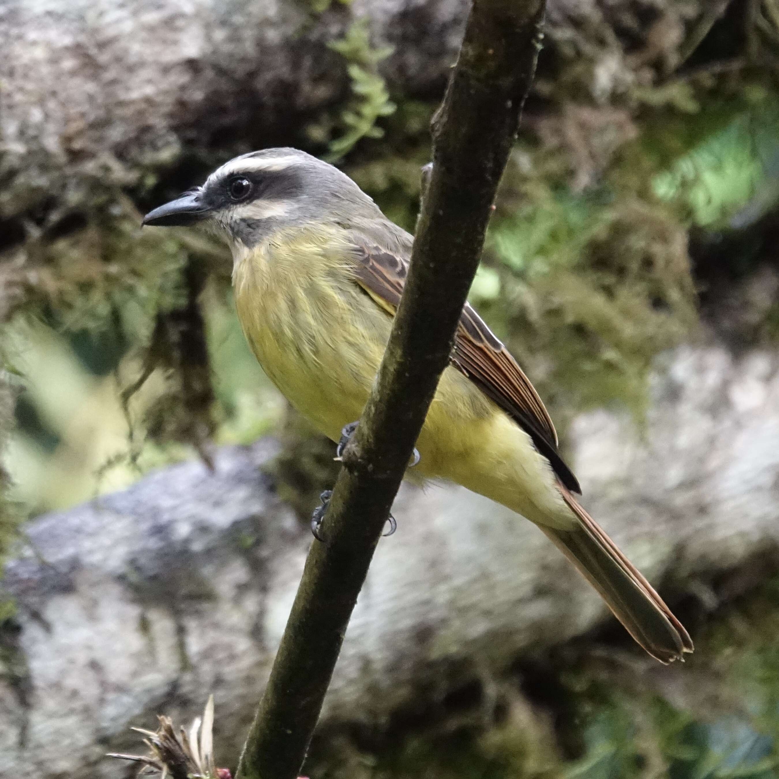 Image of Golden-crowned Flycatcher