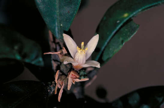 Image of Medicosma sessiliflora (C. T. White) T. G. Hartley