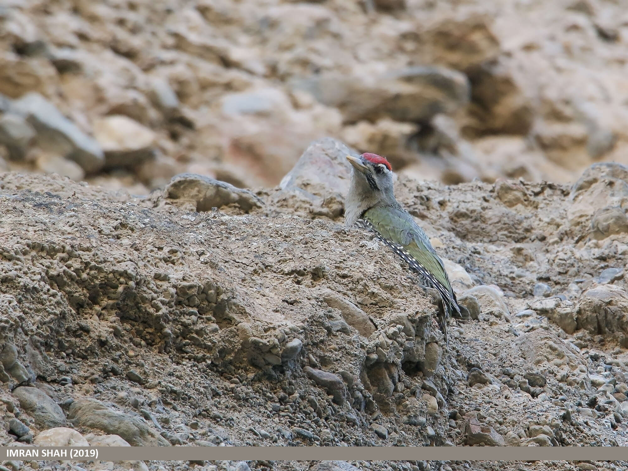 Image of Scaly-bellied Woodpecker