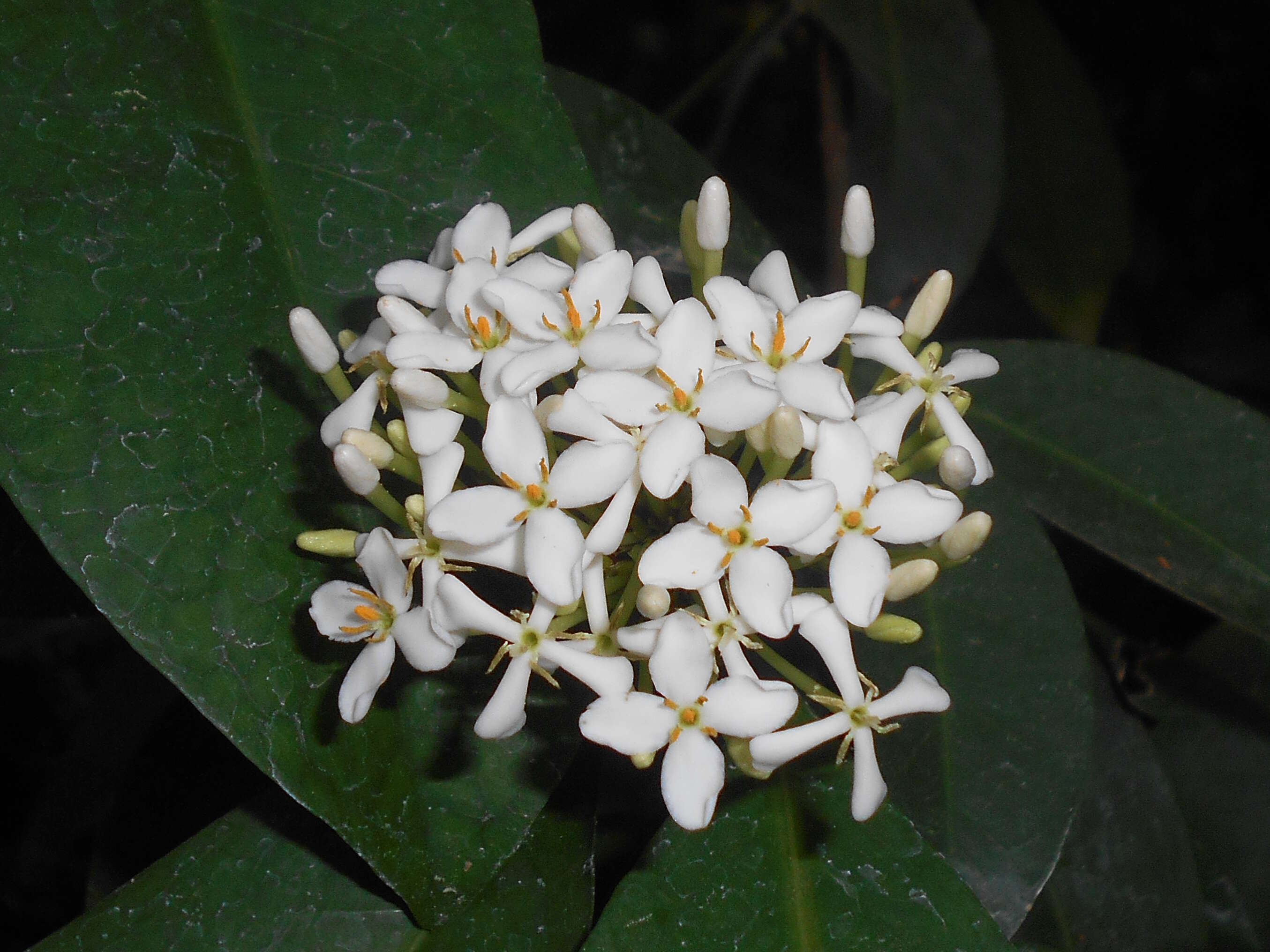 Image of Ixora finlaysoniana Wall. ex G. Don