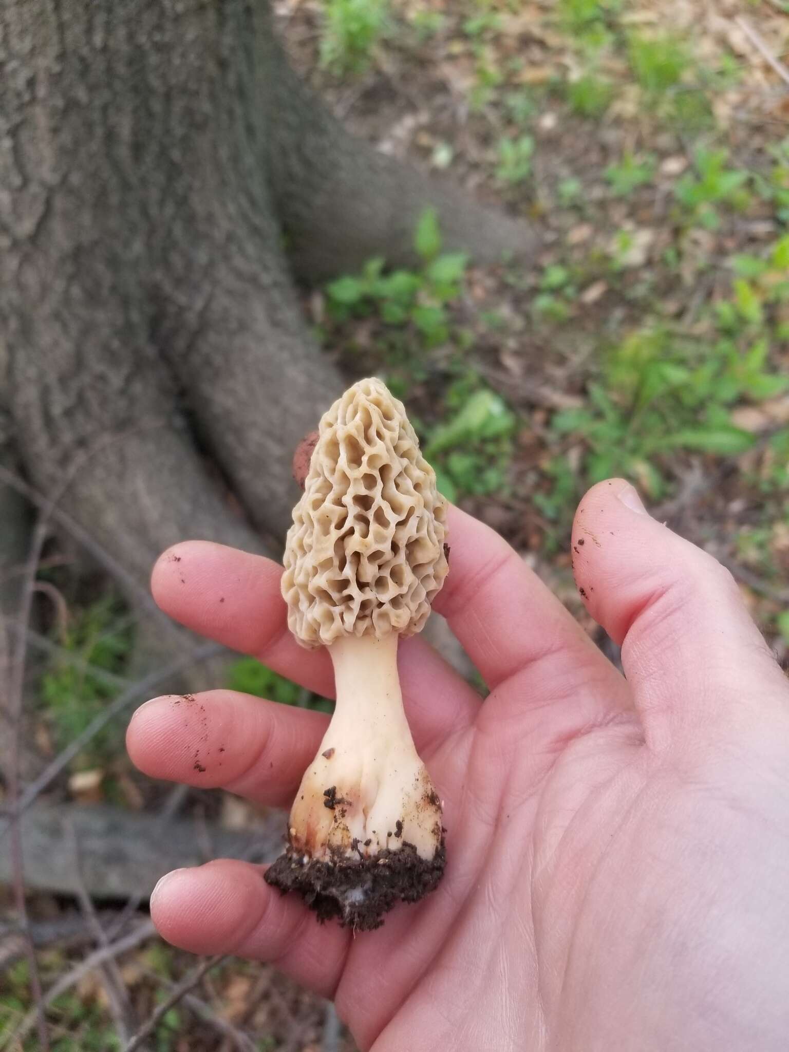 Image of Yellow Morel