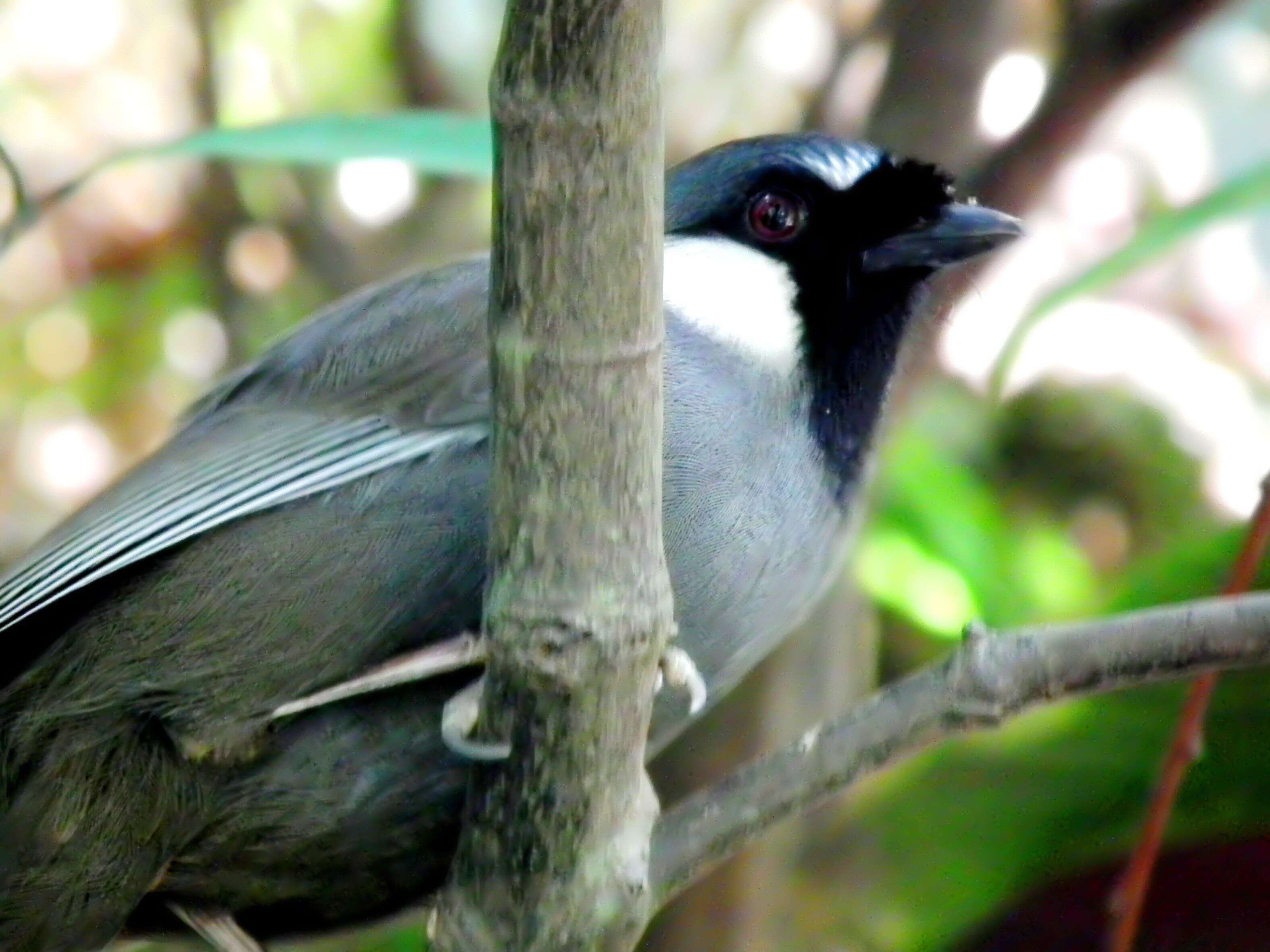 Image of Garrulax chinensis