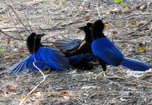 Image of Purplish-backed Jay