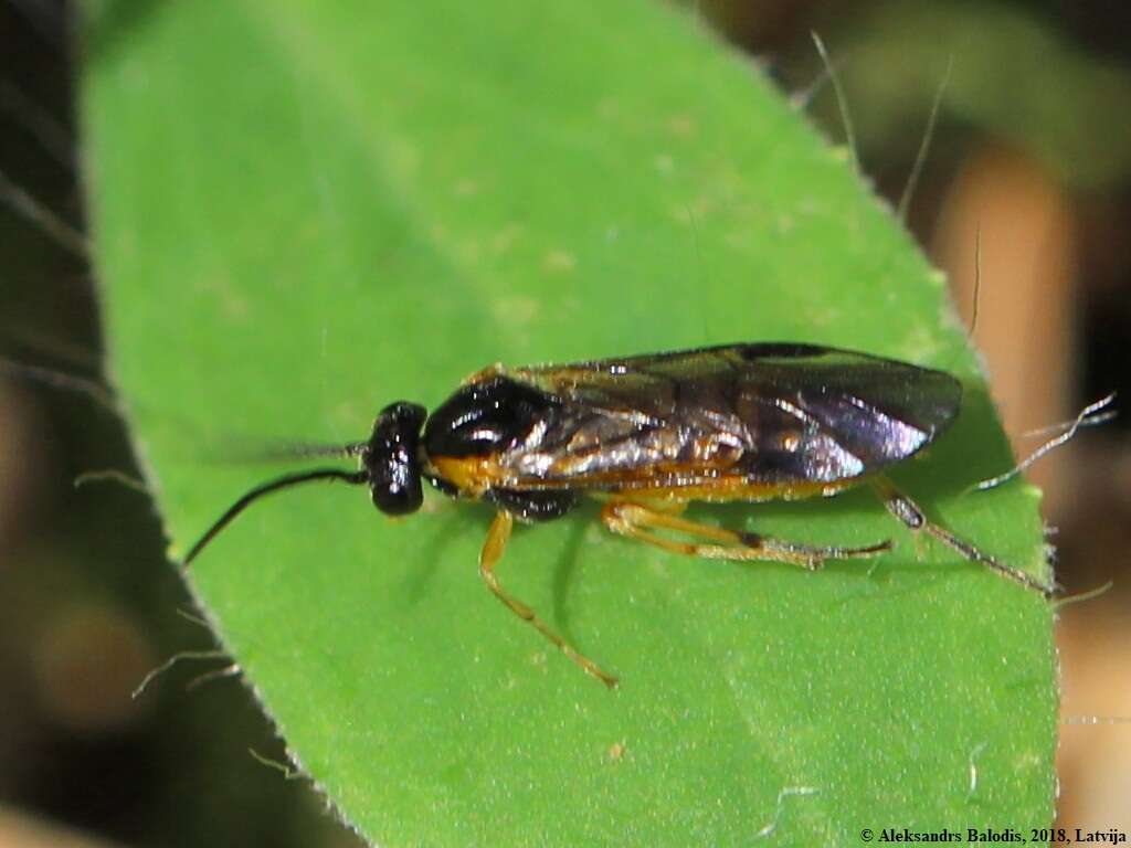 Image of <i>Athalia circularis</i>