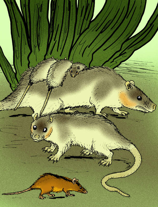 Image of American opossums and opossums