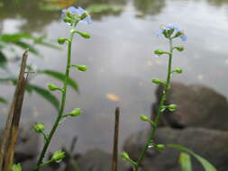 Image of true forget-me-not