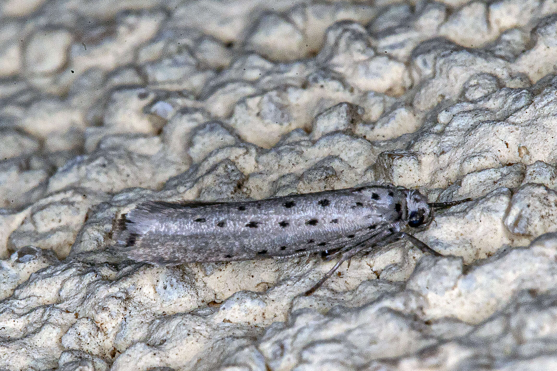 Image of Yponomeuta sedella