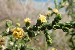 Image of Thymelaea hirsuta (L.) Endl.