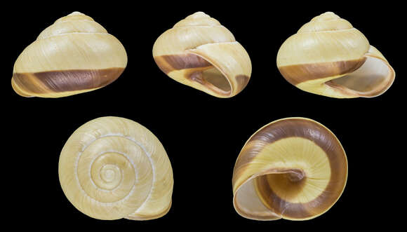 Image of Brown Lipped Snail