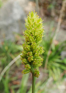 Image of Tofield's asphodel