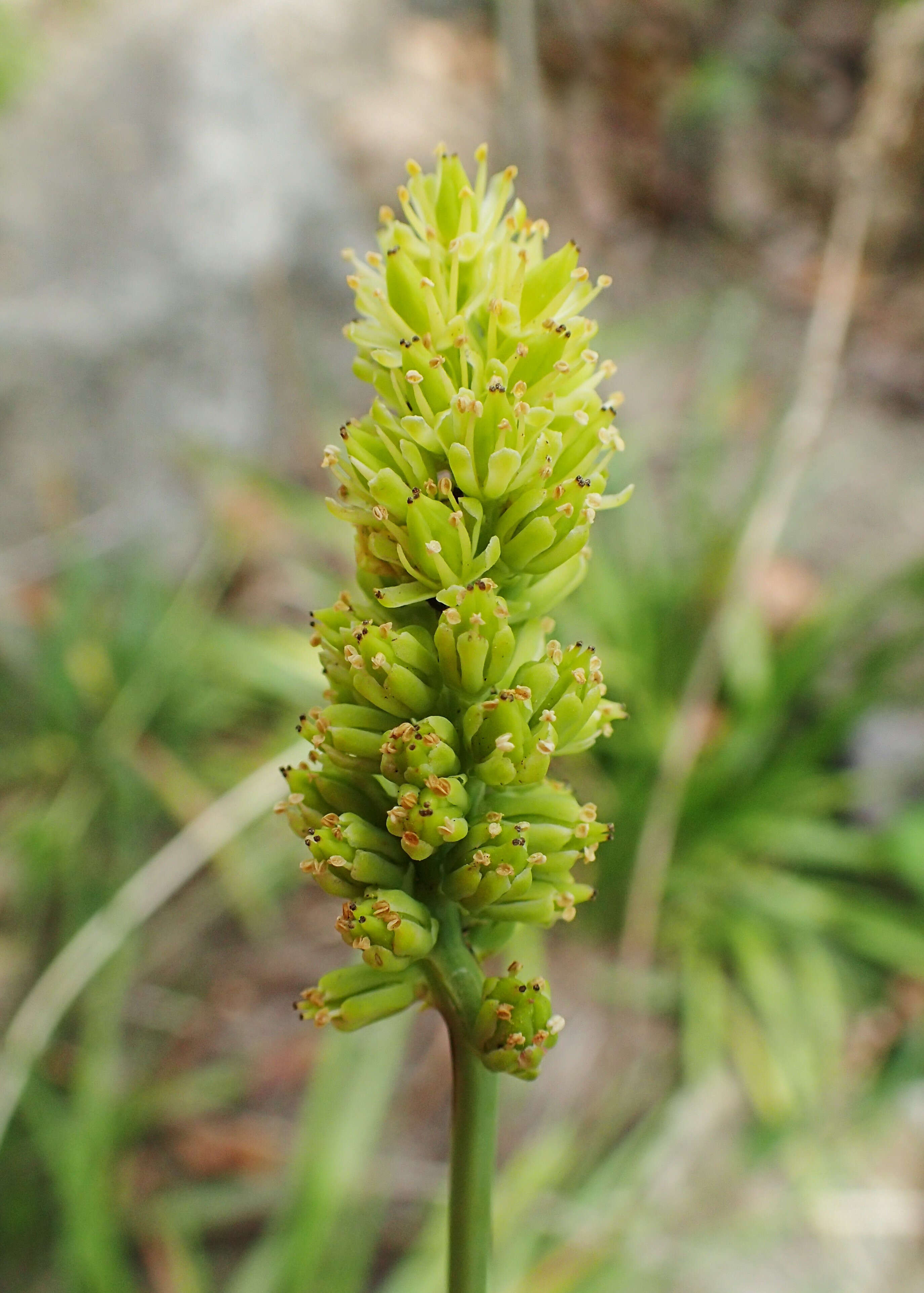 صورة Tofieldia calyculata (L.) Wahlenb.