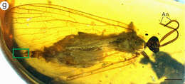 Image of Aneuretopsychidae