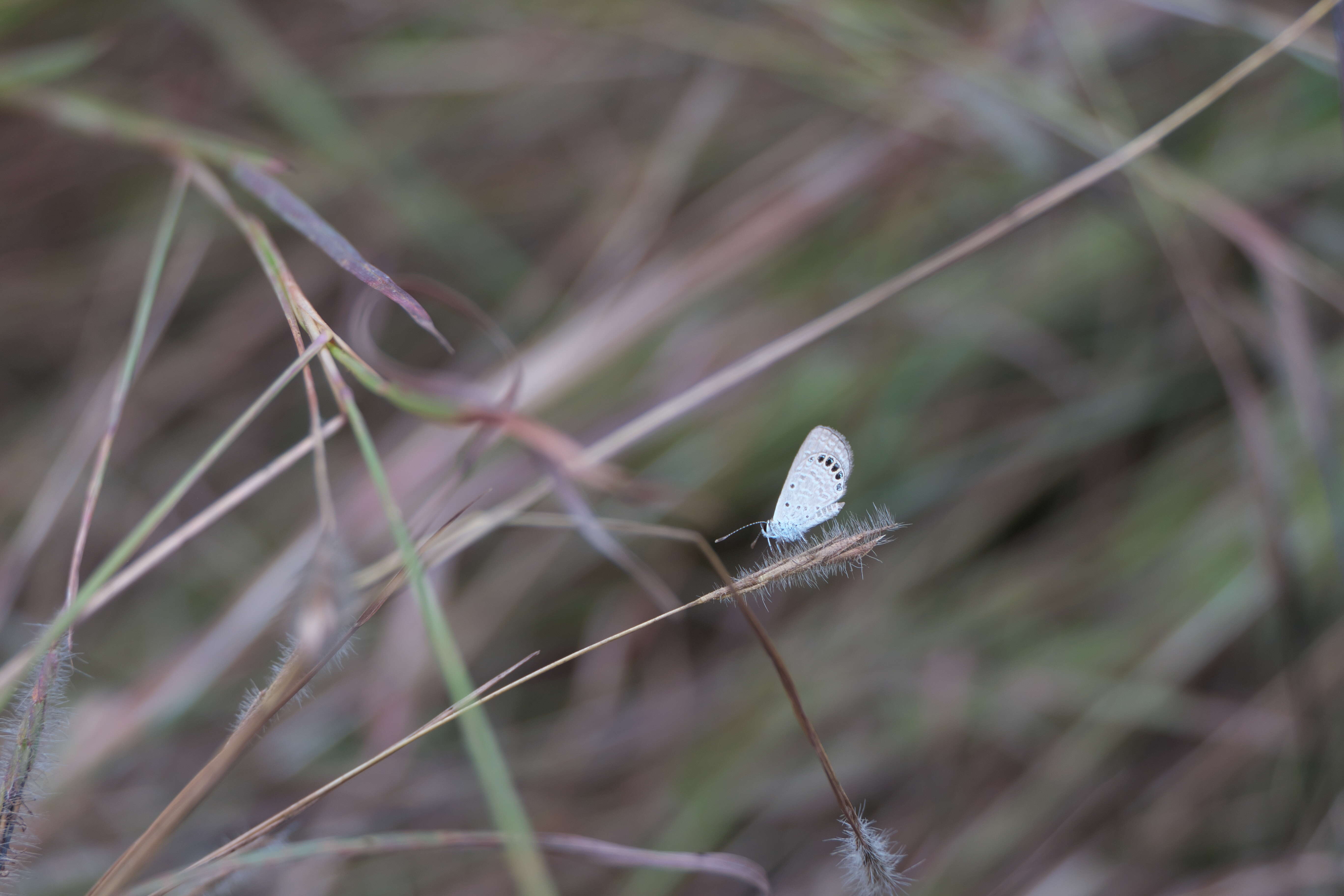 Image of Oriental Grass Jewel