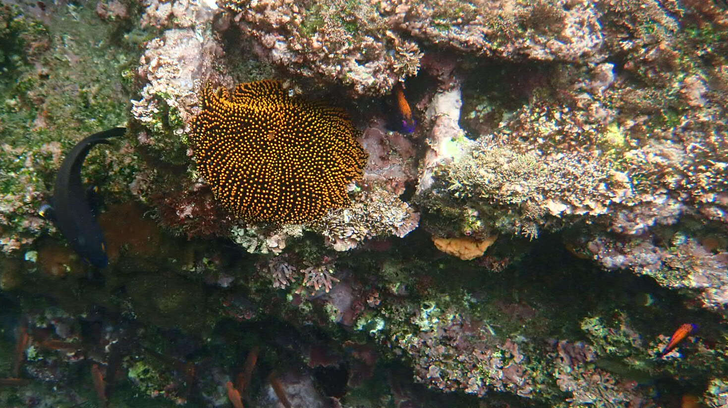 Image of Galapagos ringtail damselfish